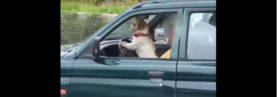 Cão ‘apanhado’ a conduzir carro na Madeira