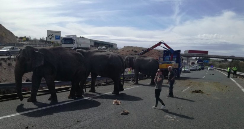 Elephants loose on motorway in Spain