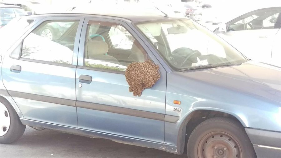 Abelhas fazem ninho no retrovisor de um carro no Porto
